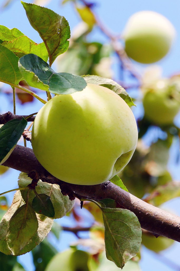 Apple on branch