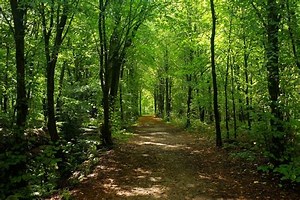 #Workoutdoors in forestry