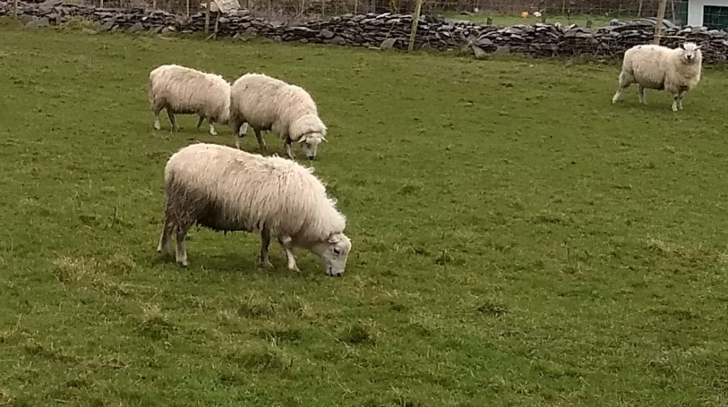 Sheep in Lambing Season