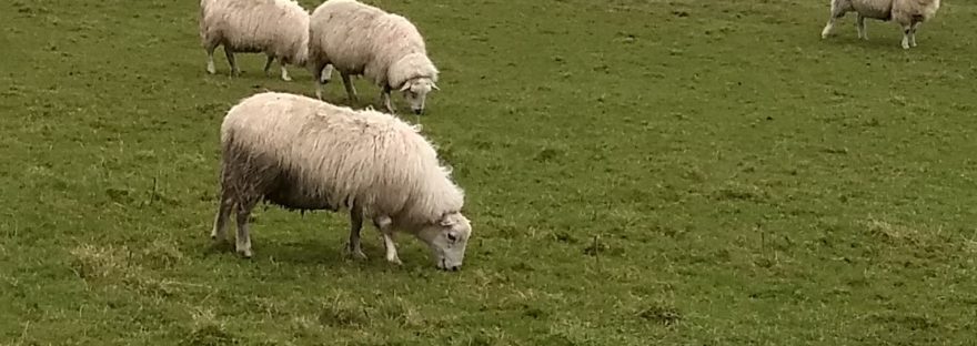 Sheep in Lambing Season